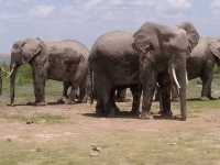 Kenya memorable safari 