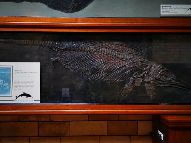 Discovering the Natural World: Reflections on Natural History Museum