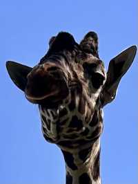 Whipsnade Zoo giraffe!