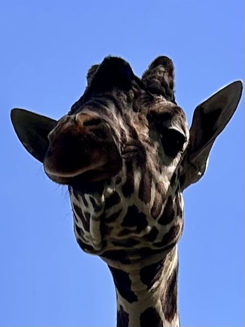 Whipsnade Zoo giraffe!
