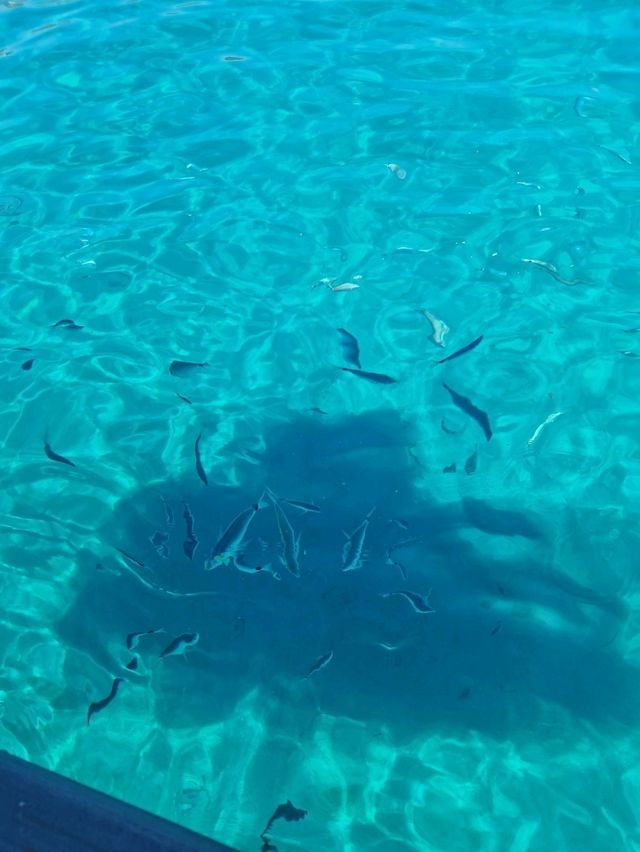 Greek Island Hopping 🇬🇷⛴️✨ – Your Ultimate Guide