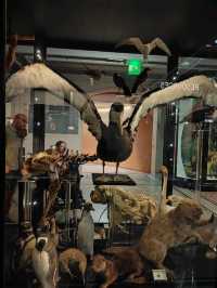 Bones Above, Beasts Within: A Walk Through Manchester Museum’s Natural History Wing