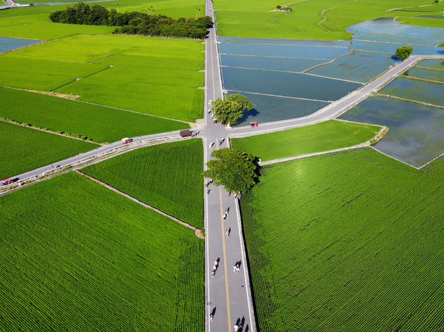 🌾 台東最美稻田大道｜池上伯朗大道 一望無際的療癒風景 🚴‍♀️