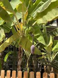 🌴 Maspalomas Princess Hotel Review