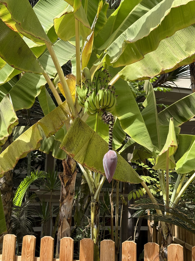 🌴 Maspalomas Princess Hotel Review