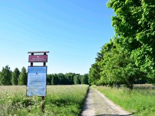 Białowieski National Park: Poland's Ancient Forest 🌲🦌
