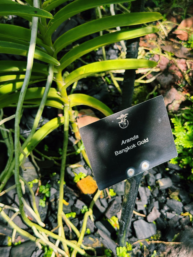 💔 This place in Singapore will literally break your heart with its beauty.