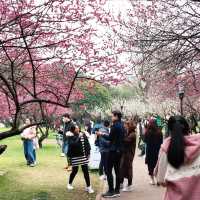 一個好吃好玩，花好山水綠的網紅城市-湖南省