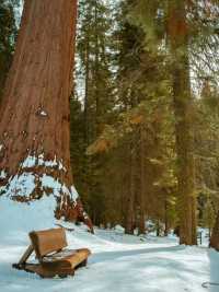 The scenery of the world's largest redwood tree is famous worldwide.