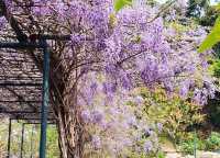 Hong Kong Flower Appreciation | Beautiful blooming of Wisteria at Shenzhen's Qingkuai Tang