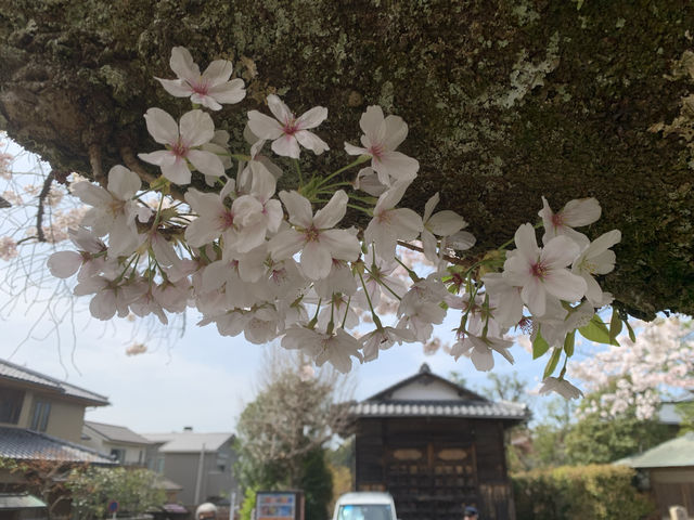 Cherry Blossom Season Japan Tour (Sanyo-San'in and Kansai Regions)