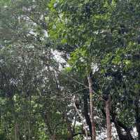 Summer At Chengdu To See Cute Pandas