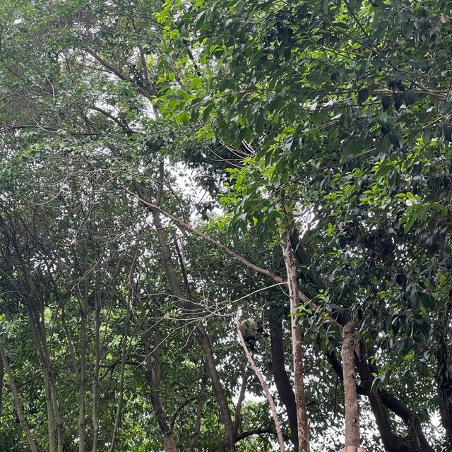 Summer At Chengdu To See Cute Pandas