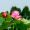ForestFrolicker@