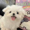 monty_happiness