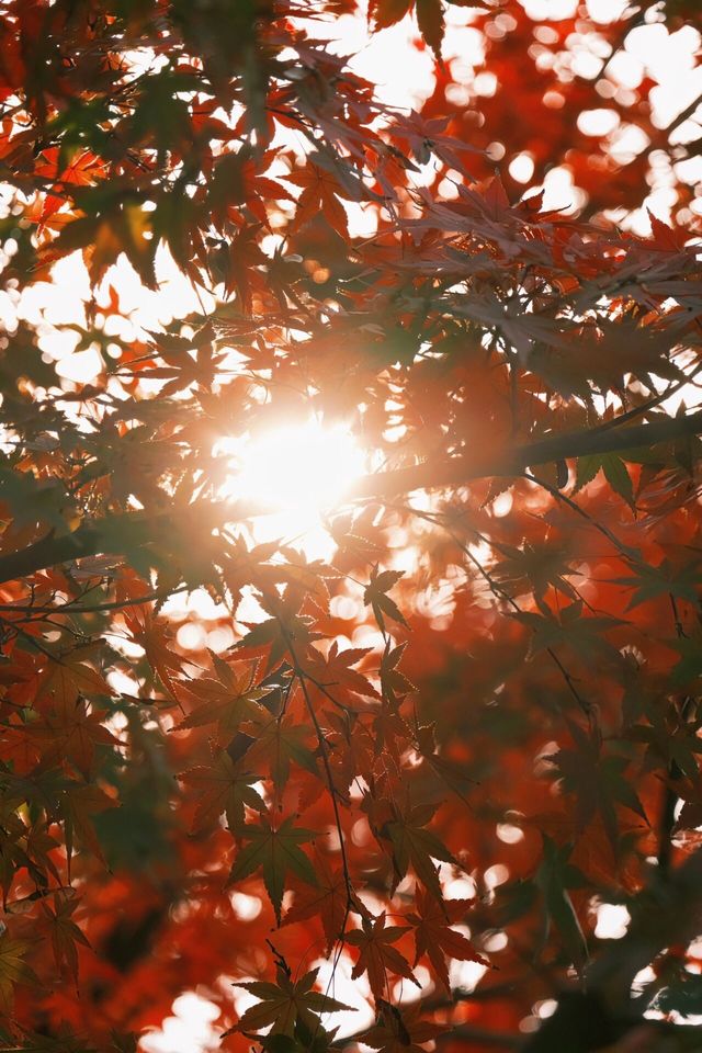 不是日本,真的真的是上海!! 不是日本,真的真的是上海!!