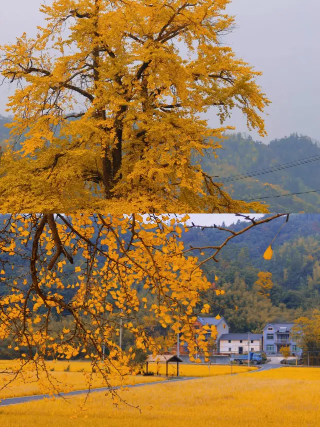 Hangzhou Ginkgo Park_Catch the tail of autumn and feel the golden world