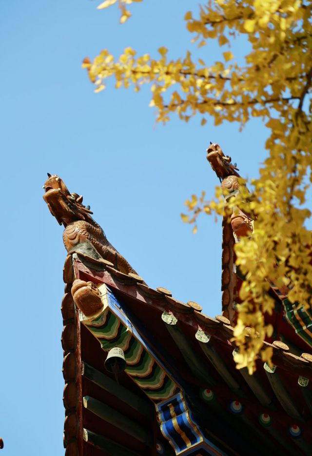 武漢“小故宮”寶通寺的銀杏正值最佳觀賞期