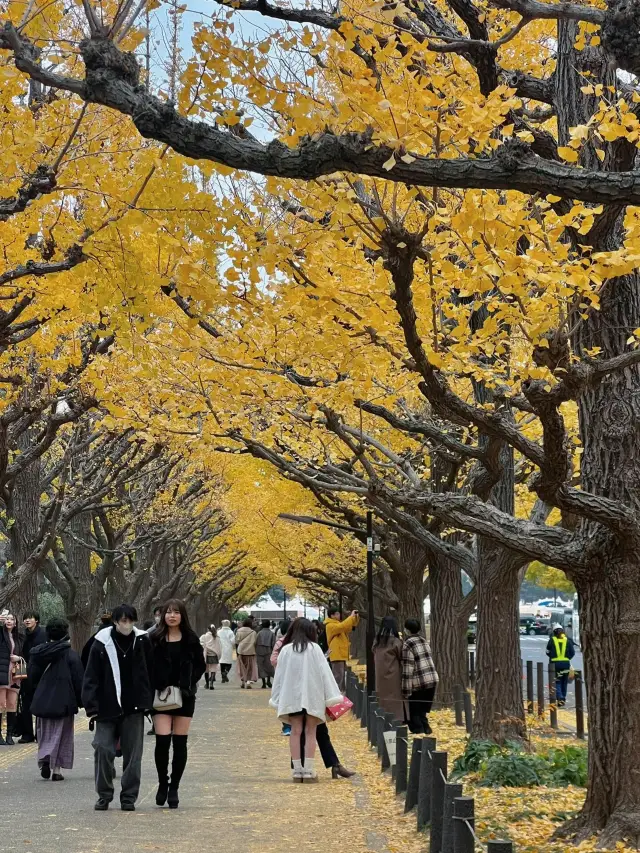 11月23日~12月25日，東京明治神宮外苑將會舉辦聖誕集市