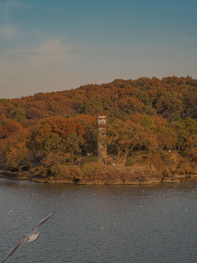 來自西伯利亞的浪漫信使：鼋頭渚紅嘴鷗
