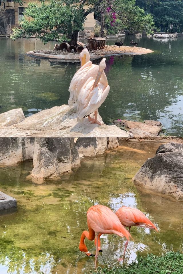 加州聖迭戈，玩了三天，樂不思蜀