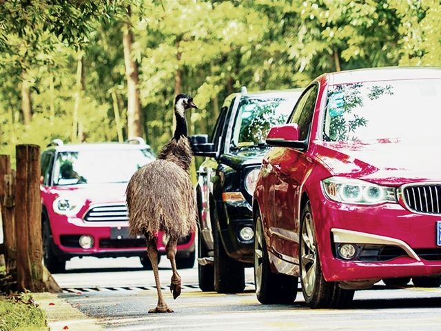 杭州野生動物世界，你去過嗎？