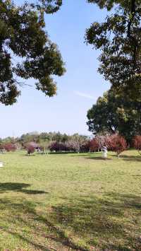 春天的共青森林公園，到哪裡都是風景，71