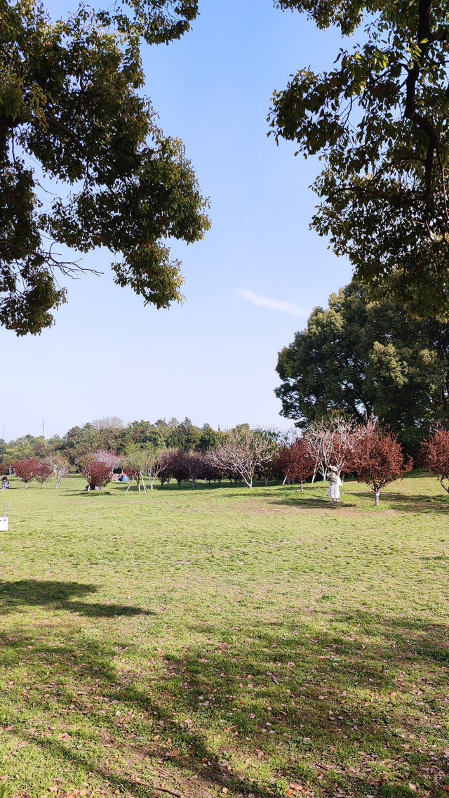 春天的共青森林公園，到哪裡都是風景，71