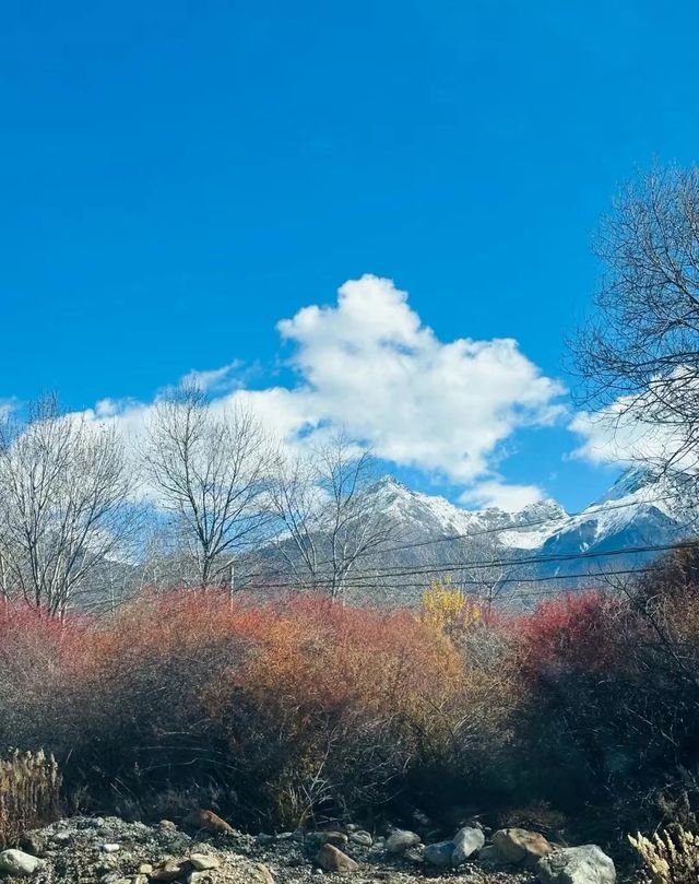 西藏林芝尼洋河濕地