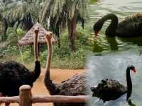 海口 熱帶野生動物園｜一頭跌進小動物們的歡樂世界