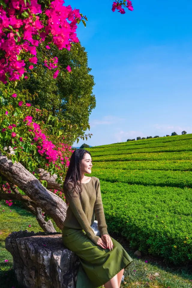 Yunnan Winter Flower Viewing | Experience the beauty of colorful Yunnan in a lesser-known forest park