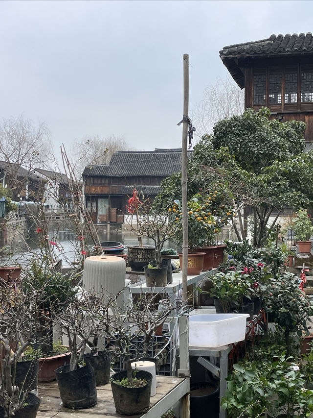 嘉興｜月河歷史街區，居然還有花鳥市場可以逛