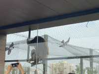 在武漢·武漢動物園新手入園攻