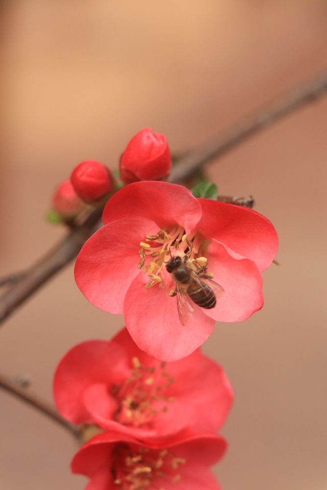 驚蟄｜春日“預警”，櫻花桃李次第開