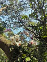 廈門植物園，值得去一次的植物園