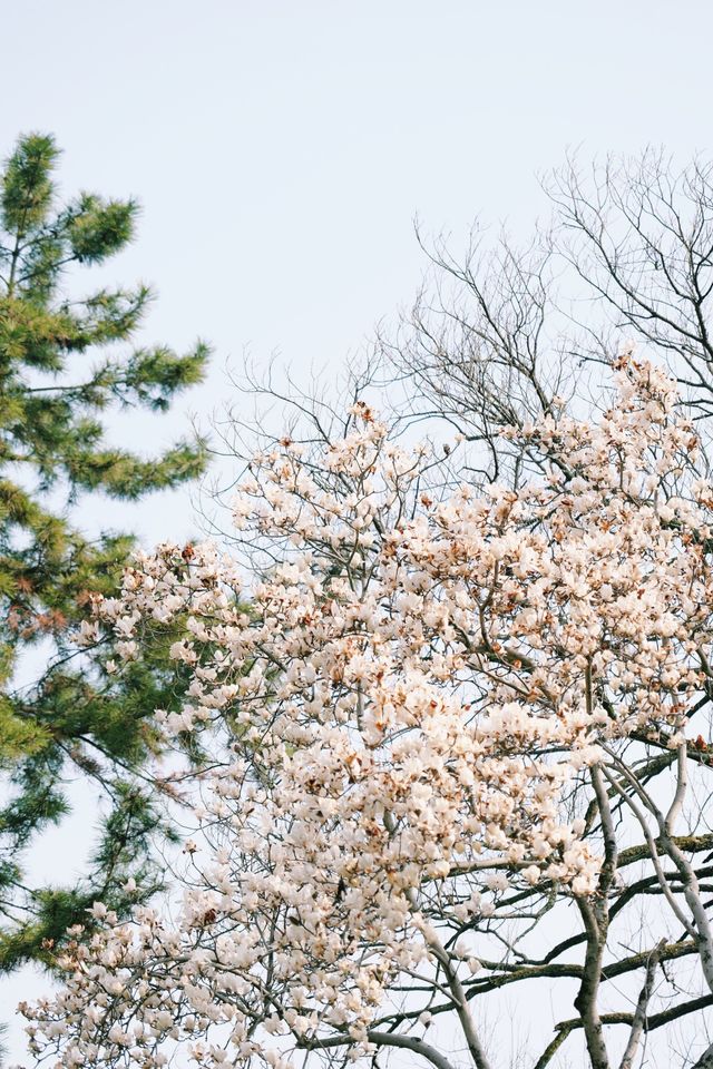 3月來杭州玩什麼？這份攻略不要錯過