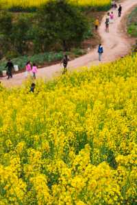 成都周邊賞花爬山好去處，週末出遊不二之選