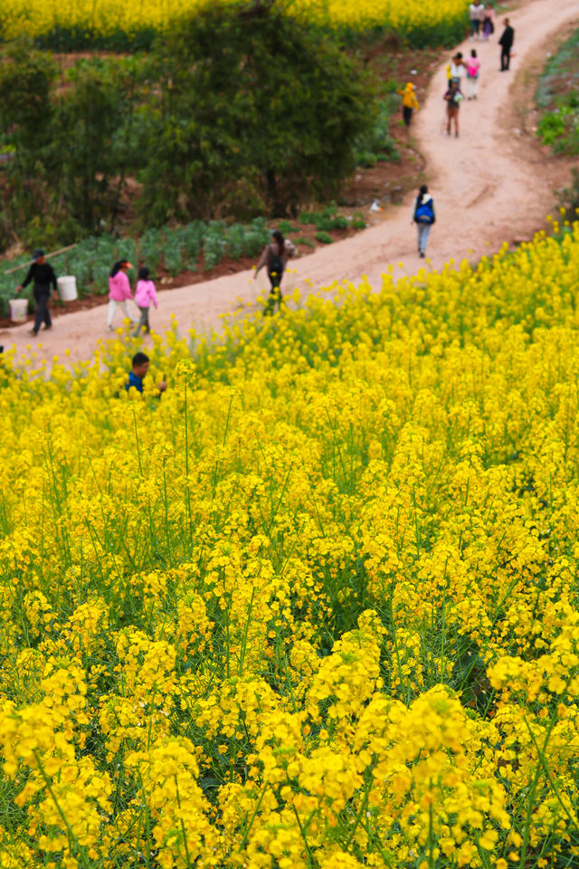 成都周邊賞花爬山好去處，週末出遊不二之選
