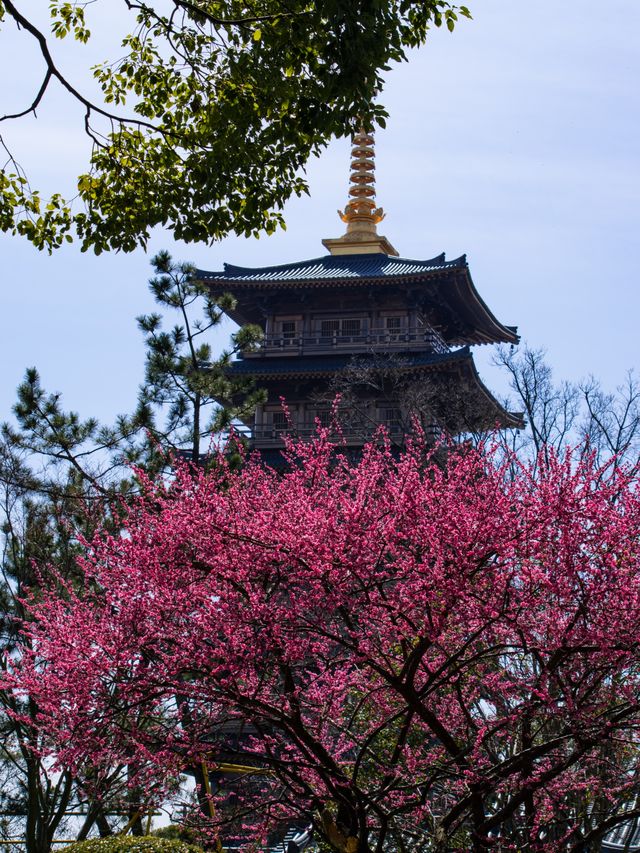 夢回大唐上海必打卡的晚唐風古寺|寶山寺