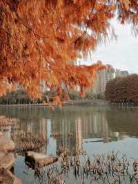 蘇州除了園林還有水杉｜蘇州紅杉一日遊路線