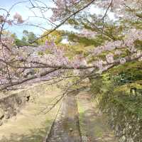 Japan Cherry blossoms
