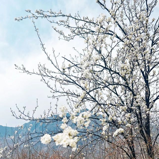 中路藏寨|花開丹巴 為梨而來花開丹巴為梨而來