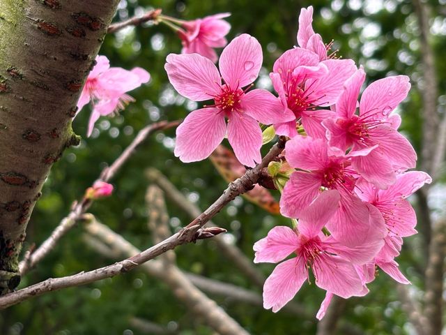 被99%廈門人忽略的櫻花園！（3月23日實況）