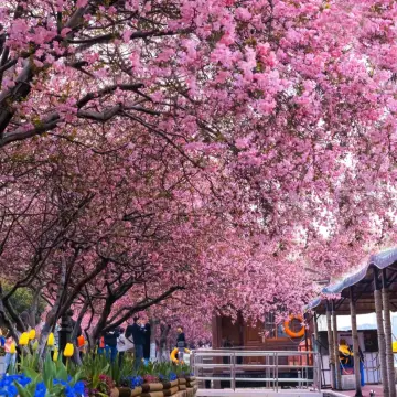 March 23rd real shots of Mochou Lake Park in Nanjing! The crabapple flowers are ready for photos!! Who else doesn't know about this?