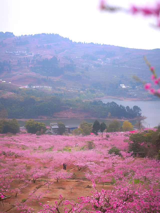 龍泉山桃花開了！仙境！寶獅村賞花攻略