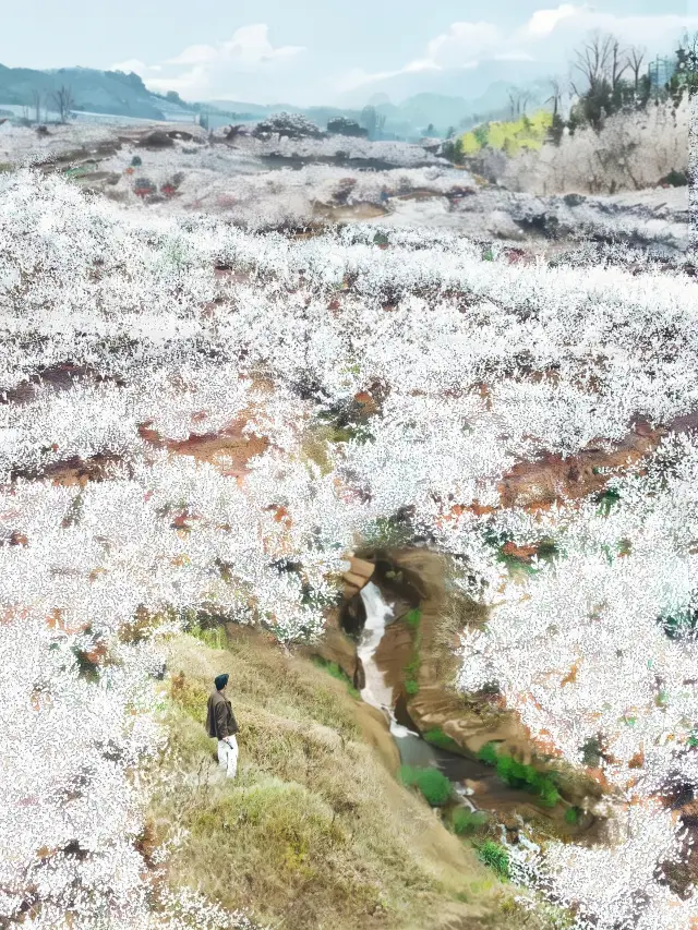 The cherry blossoms around Guiyang's Ao River are finally about to bloom, miss it and wait a year!