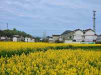 邊走邊看漢中油菜花系列之三：勉縣楊家山村