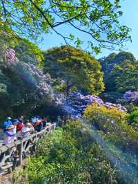 梧桐山毛棉杜鹃花開成海