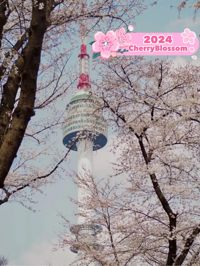 🇰🇷Seoul Stunning Namsan Tower 🌸