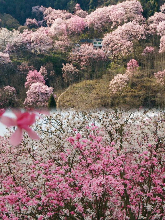 邂逅山野間的浪漫花海，你錯過了嗎？